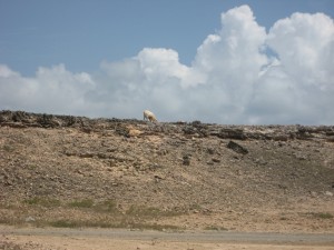 Aruba Vacation 2008